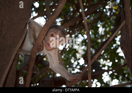 Monkeys along the roadside in Sanjay Gandhi National Park, Borivalli, Maharashtra, Mumbai. Stock Photo