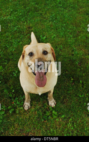 This yellow labrador has a dirty muzzle and is panting after digging in the mud. Stock Photo