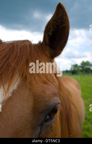 Horse,  American Quarter Horse Stock Photo