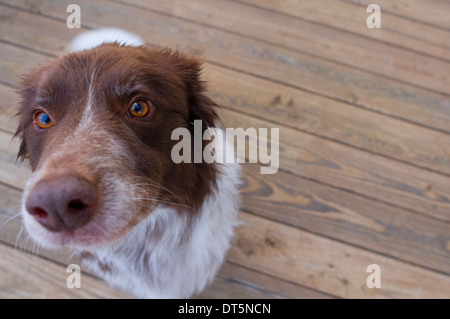 Border Collie, scotch sheep dog. Stock Photo