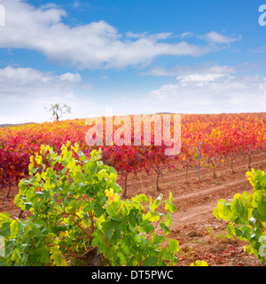 Carinena and Paniza vineyards in autumn yellow red Zaragoza Spain Stock Photo