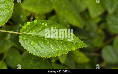 Water drops on a green leaf Stock Photo