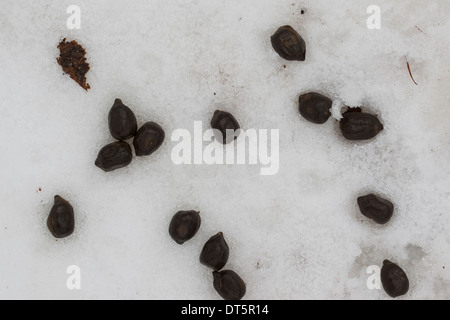 Fallow deer, Daim, droppings in winter, snow. Losung vom Damwild, Kot im Schnee, Winter, Damhirsch, Cervus dama Stock Photo