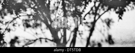 Tree shadow on a textured wall in India. Monochrome Stock Photo