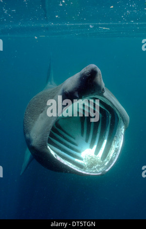 Basking shark Stock Photo