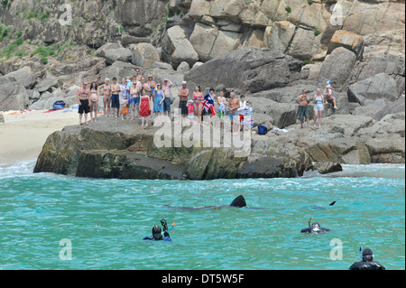 Basking shark close to the shore Stock Photo
