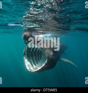 Basking shark Stock Photo