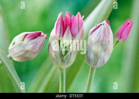 Allium oreophilum Mountain lover Pink lily leek Flower bud starting to open May Stock Photo