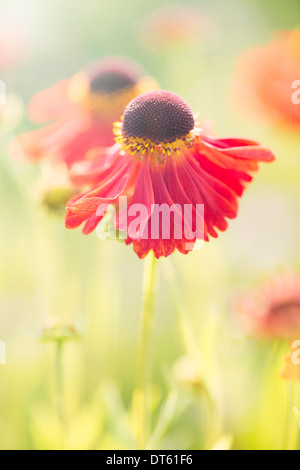Tranquil summer nature scene, close up of red flower in sunlight Stock Photo