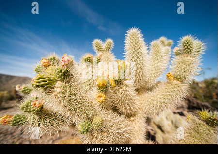 Flowering cactus, Joshua Tree national park, California, USA Stock Photo