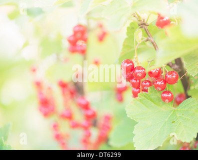 Closeup of bush with ripe redcurrant berries growing in garden. Stock Photo