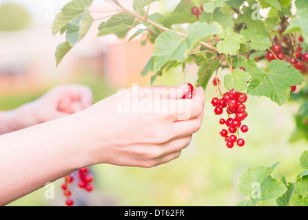 Hand and redcurrants on bush. Woman picking berrier in garden. Stock Photo