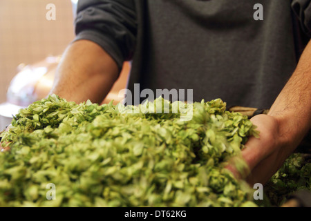 Man holding hops in brewery Stock Photo