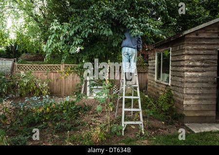 Man on ladder in tree Stock Photo
