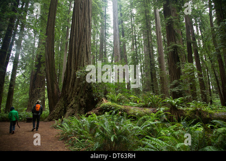 Father and son in Redwoods National Park, California, USA Stock Photo