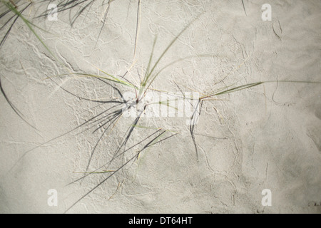 Grass in sand Stock Photo