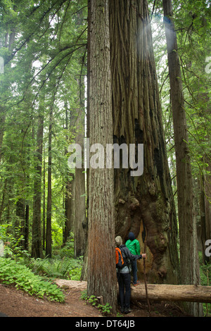 Father and son in Redwoods national Park, California, USA Stock Photo