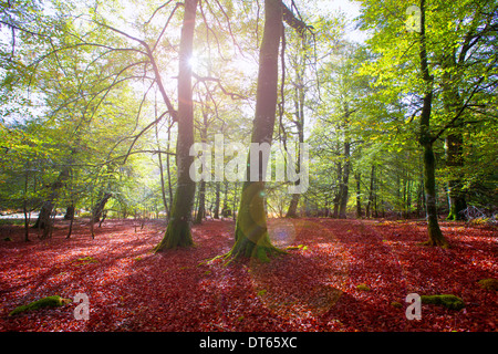 Autumn Selva de Irati fall beech jungle in Navarra Pyrenees of Spain Stock Photo