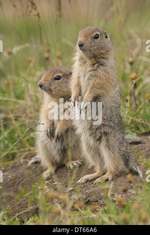 Arctic ground squirrels, Arctic National Wildlife Refuge, Alaska Stock Photo