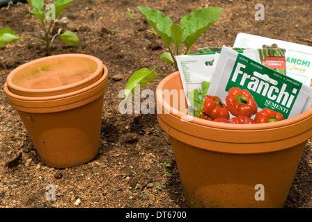 Planting pots ready for vegetable seeds to be planted in the garden. Stock Photo