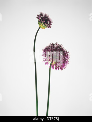Still life of two purple allium flowers Stock Photo