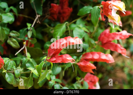 Close up of a shrimp plant  - Justicia brandegeeana in the outdoors. Stock Photo