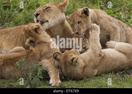 Lion and cubs playing in the Serengeti National Park, Tanzania Stock Photo