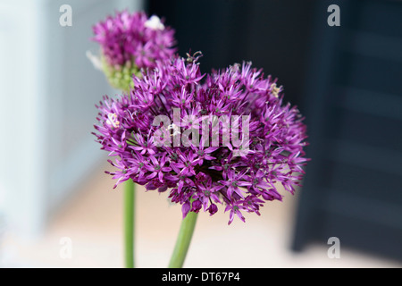 Allium 'Gladiator', Close up detail of purple spherical flower head of an ornamental onion with small star shaped flowers.
