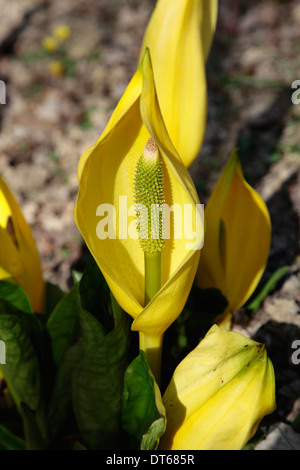 Yellow Skunk Cabbage, Lysichiton americanus, marginal aquatic plant in flower. Stock Photo