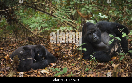 Mountain gorillas and juvenile, Volcanoes National Park, Rwanda Stock Photo