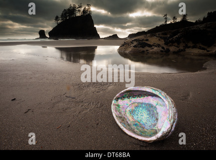 An abalone shell on Second beach, Olympic National Park, Washington, USA Stock Photo