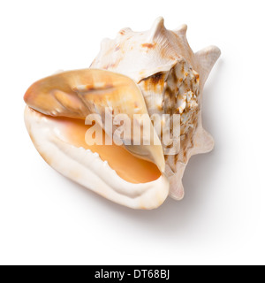 Horned helmet shell (Cassis cornuta) Stock Photo