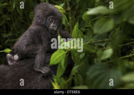 Mountain gorilla juvenile, Volcanoes National Park, Rwanda Stock Photo