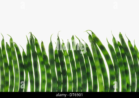 Organic green string beans on white background Stock Photo
