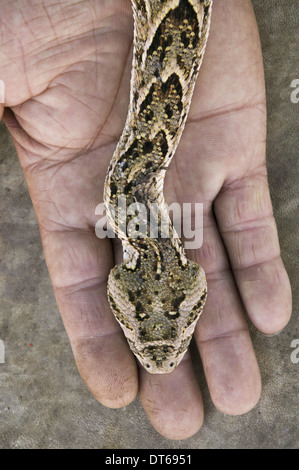 A snake, Bitis arietans,  on the hand of a snake charmer in Morocco Stock Photo