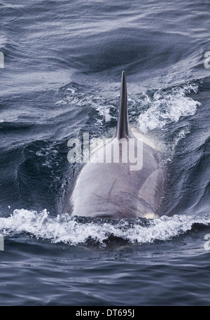 An Orca, a killer whale swimming in the ocean in Antarctica. Stock Photo