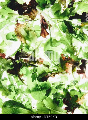 Organic mixed salad greens on white background