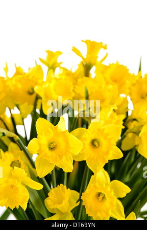 Spring flowers yellow narcissus on white background Stock Photo