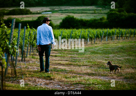 Mid adult man and dog monitoring wine and champagne vineyard, Cottonworth, Hampshire, UK Stock Photo