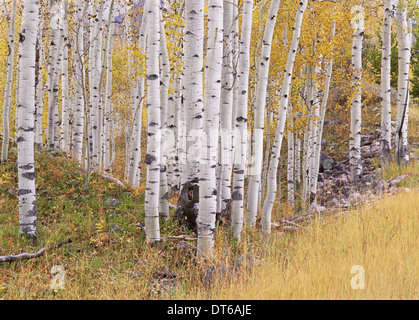 Aspen trees in autumn with white bark and yellow leaves. Yellow grasses of the understorey. Wasatch National forest in Utah. Stock Photo