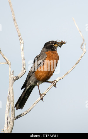 An American robin carrying at least three cicadas in its bill, probably headed to feed chicks at its nest. Stock Photo