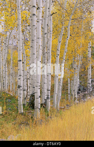 Aspen trees in autumn with white bark and yellow leaves. Yellow grasses of the understorey. Wasatch National forest in Utah. Stock Photo