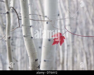 A single red maple leaf in autumn, against a background of aspen tree trunks with cream and white bark. Wasatch national forest. Stock Photo