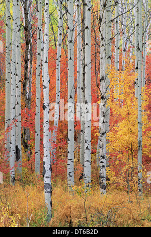 A forest of aspen and maple trees in the Wasatch mountains, with striking yellow and red autumn foliage. Stock Photo