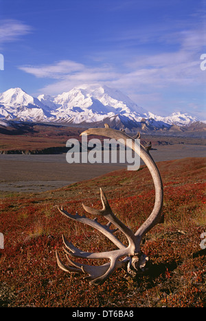 Tundra and caribou antlers in Denali National Park, Alaska in the fall. Mount McKinley in the background. Stock Photo
