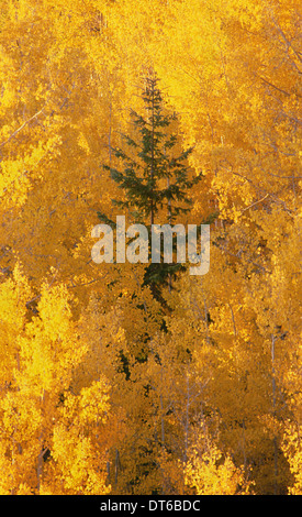 Elevated view over the tops of the aspen trees in the Dixie National Forest in autumn. Stock Photo