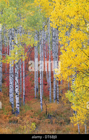 A forest of aspen trees in the Wasatch mountains, with striking yellow and red autumn foliage. Stock Photo