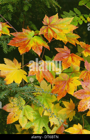 Autumn vine maple leaves, turning from green through gold to red in the autumn. Stock Photo