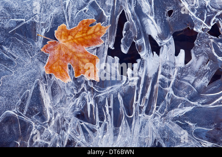 A brown maple leaf, frozen and frosted, lying on a sheet of ice, with jagged patterns of frost and ice crystals. Stock Photo