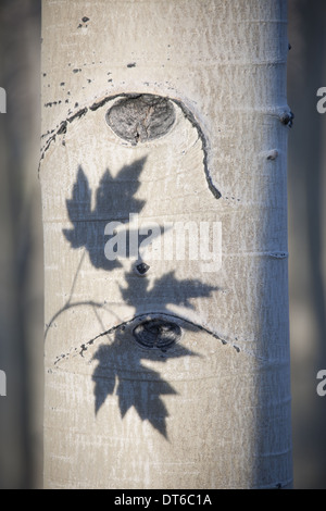 An aspen tree with smooth white bark. The outline shadow of three maple leaves on the trunk. Stock Photo